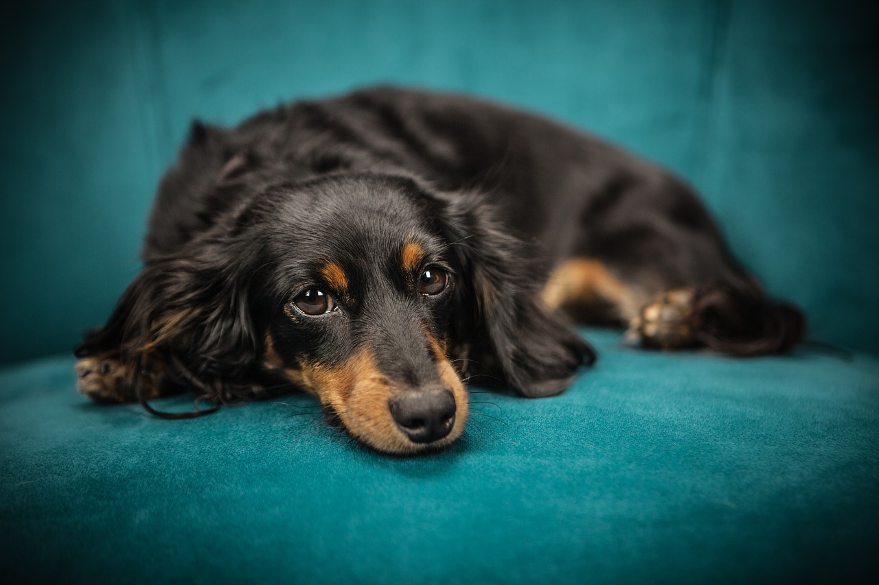 dog-2561134_1280
